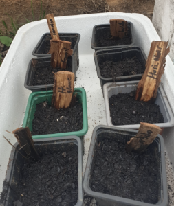 Je pars 3 jours en déplacement, mes semis viennent de lever