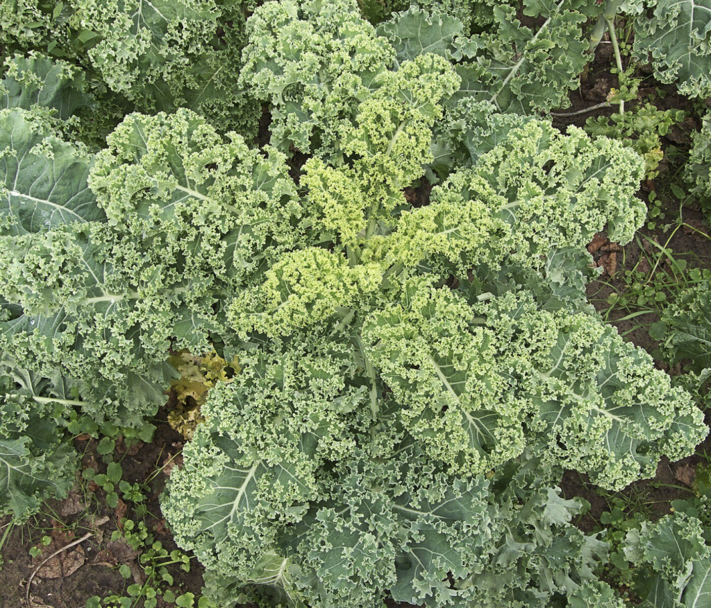 le-top-10-des-alicaments-au-potager