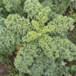 Le top 10 des alicaments au potager