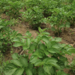 Les legumes ont ils besoin de potassium au cours de leur croissance ?
