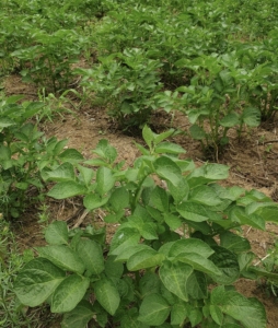 Les legumes ont ils besoin de potassium au cours de leur croissance ?