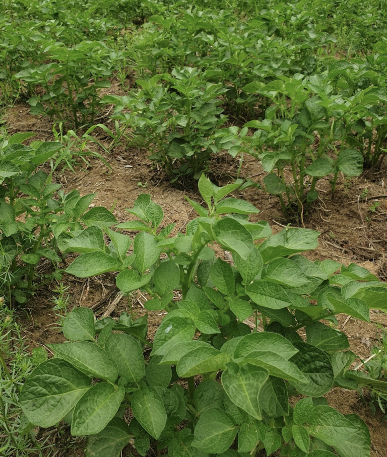 les-legumes-ont-ils-besoin-de-potassium-au-cours-d