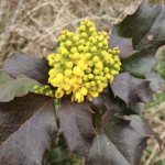 Mahonia rampant, Berberis repens