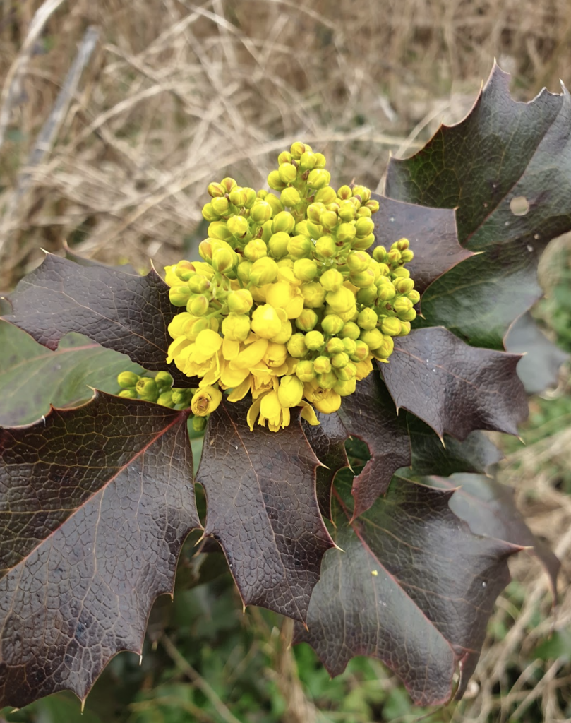 mahonia-rampant-berberis-repens