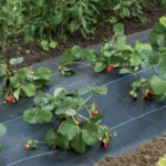 Mise en place du carré de fraisiers avec la toile tissée de paillage (2/2)