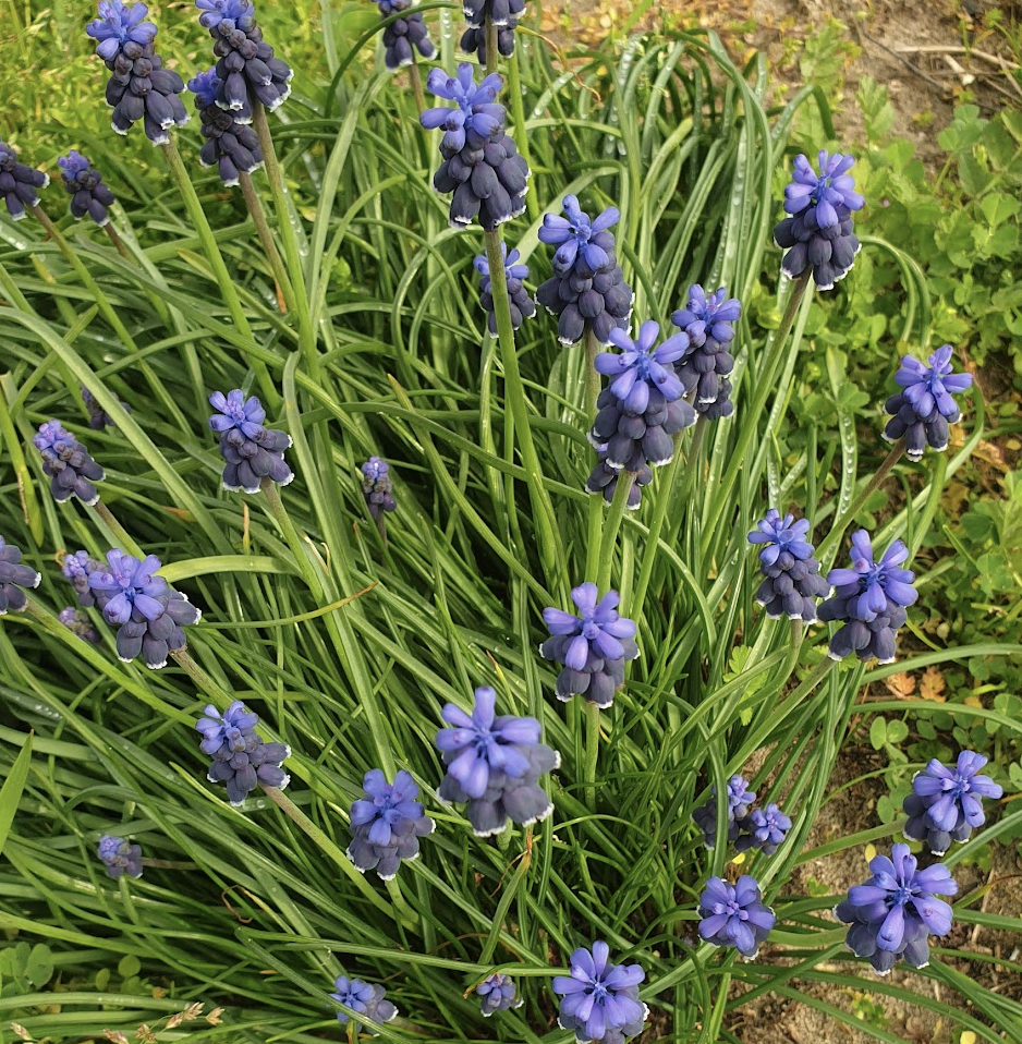 muscari-neglectum