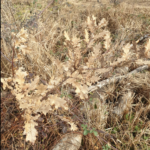 Peut-on déplanter replanter de jeunes chênes ?