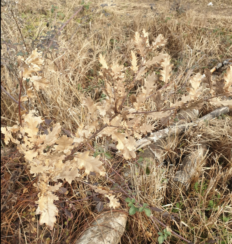 peut-on-deplanter-replanter-de-jeunes-chenes