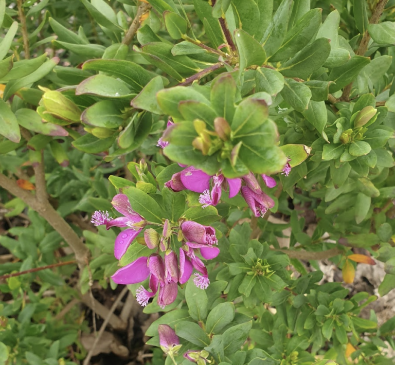 polygala-myrtifolia