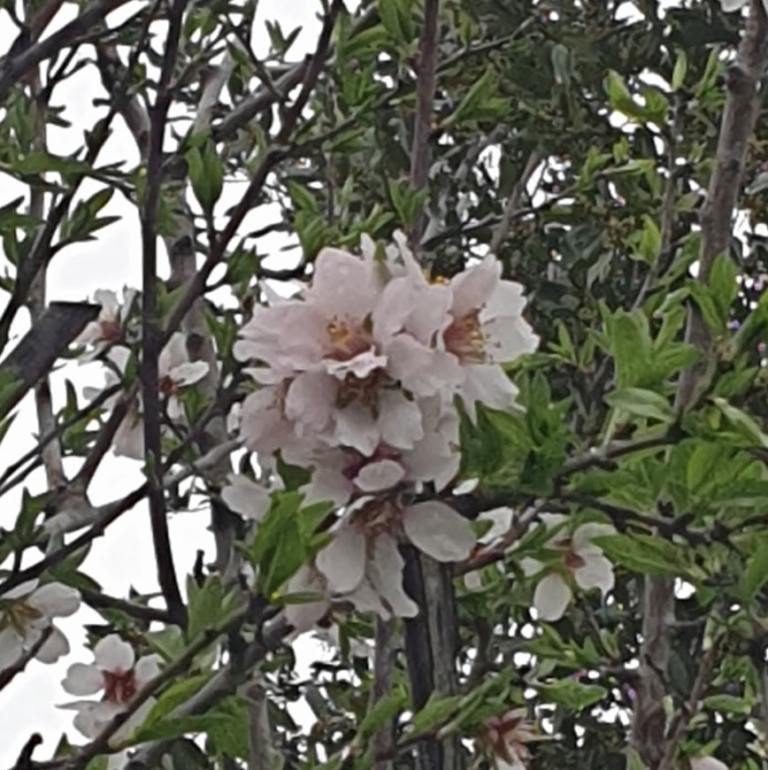 prunus-amygdalus