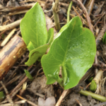 Quand le sol relâche son énergie : l’exemple de l’Arum maculatum