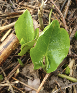 Quand le sol relâche son énergie : l’exemple de l’Arum maculatum