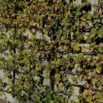 Quelle plante grimpante qui resiste à la chaleur de l’été contre un mur ?