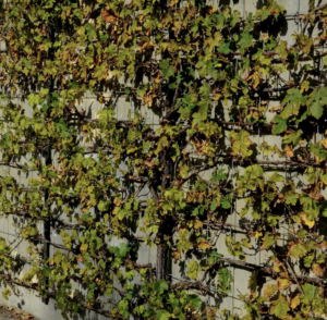 Quelle plante grimpante qui resiste à la chaleur de l’été contre un mur ?
