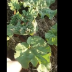 Rhubarbe : quand la nourrir de compost ?