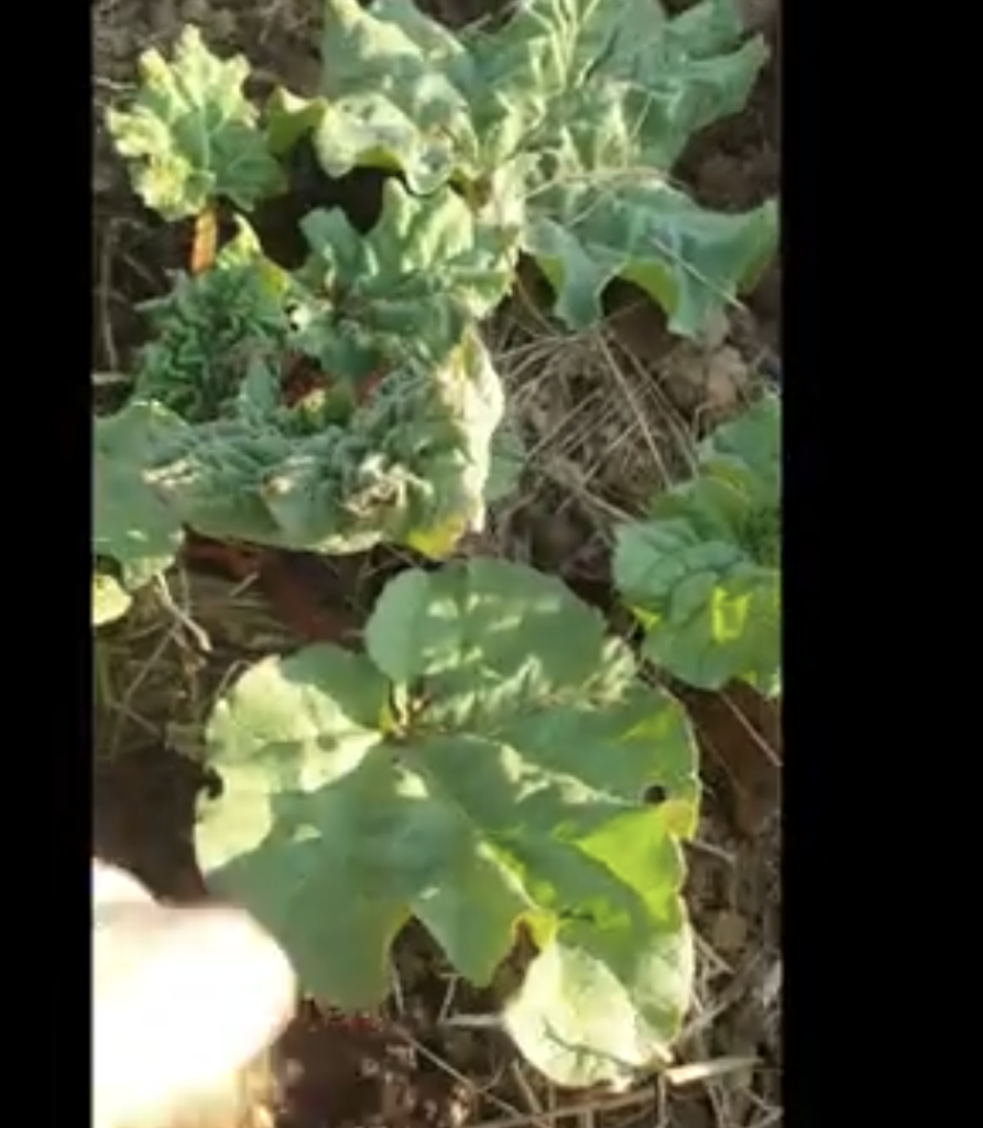 rhubarbe-quand-la-nourrir-de-compost