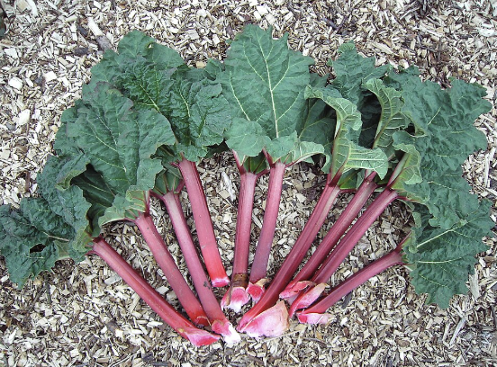 rhubarbe-rheum-rhabarbarum