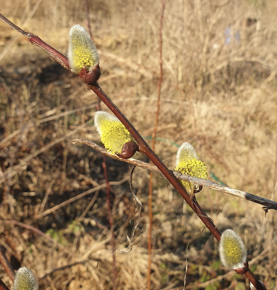 saule-marsault-et-les-insectes