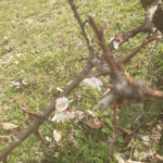 Semis, arrosage, taille, comment cultiver l’amandier ?