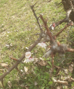 Semis, arrosage, taille, comment cultiver l’amandier ?