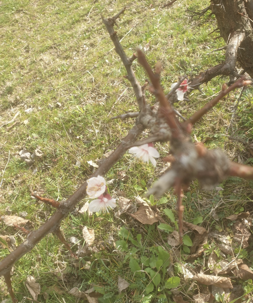 semis-arrosage-taille-comment-cultiver-l-8217-aman