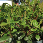 Viorne tin, Fatamot, Laurier tin, Laurentin