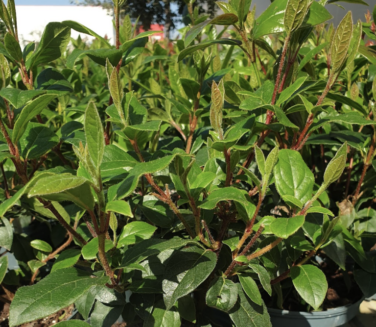 viorne-tin-fatamot-laurier-tin-laurentin