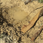 Baissières : l’eau infiltrée est-elle perdue par évapotranspiration ?