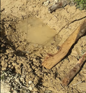 Baissières : l’eau infiltrée est-elle perdue par évapotranspiration ?