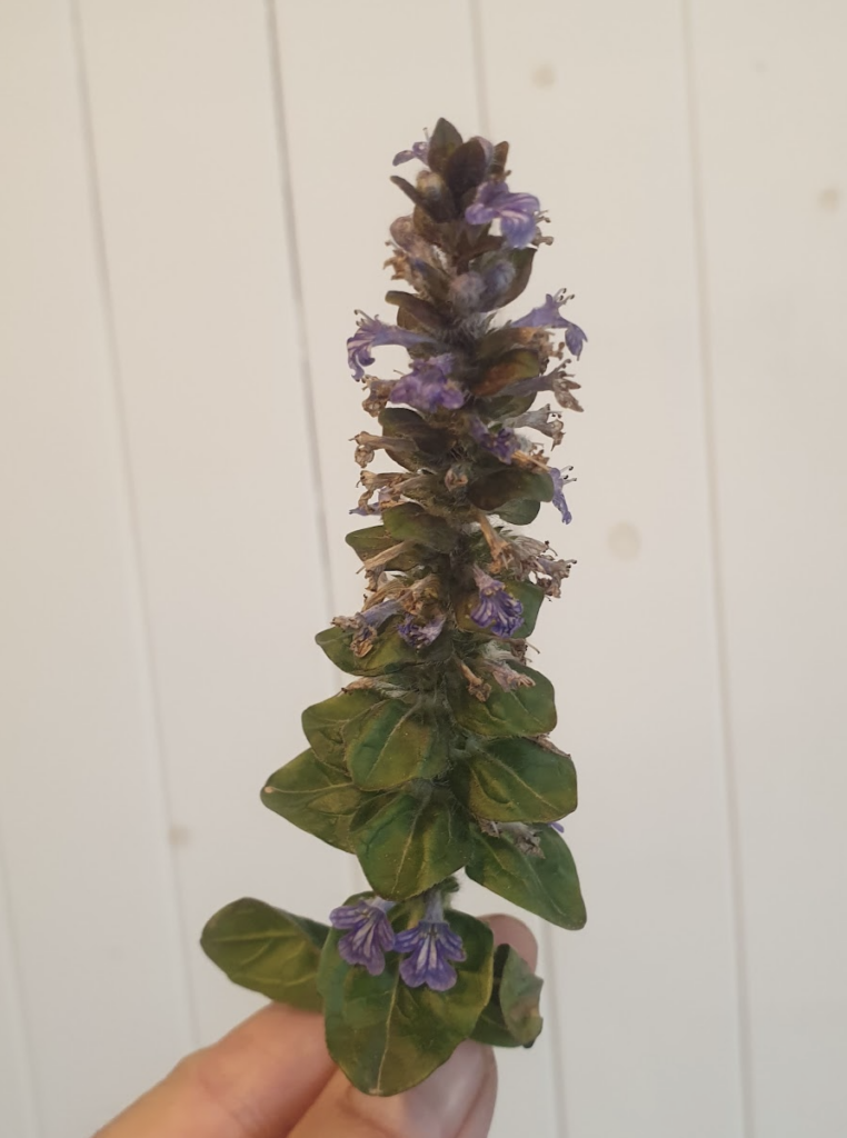 ajuga-reptans