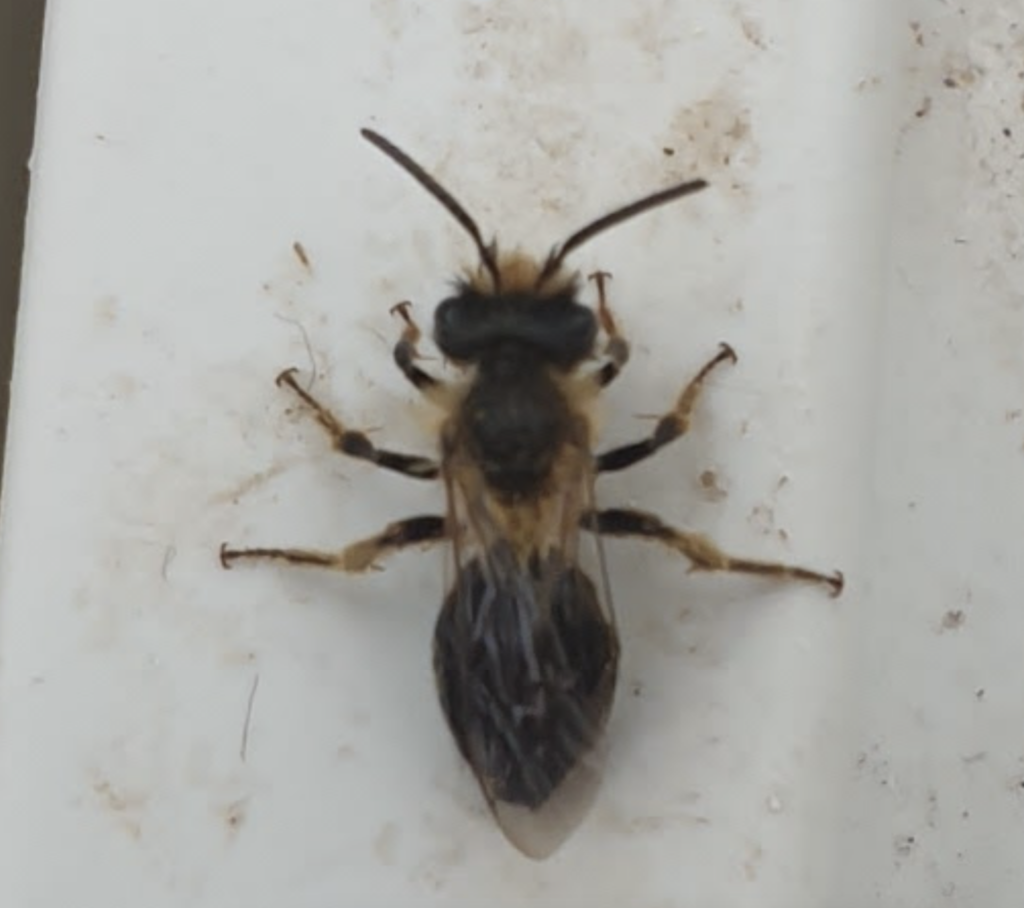 andrene-a-cul-rouge-andrena-haemorrhoa