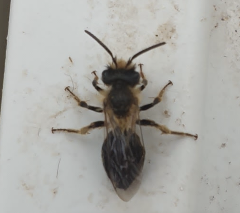 andrene-a-cul-rouge-andrena-haemorrhoa