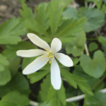 Anemonoides nemorosa