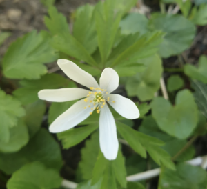 Anemonoides nemorosa