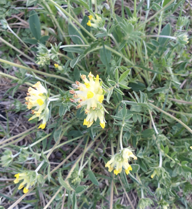 anthyllis-vulneraria