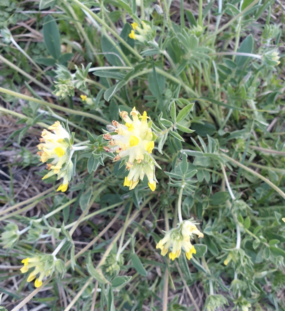 anthyllis-vulneraria
