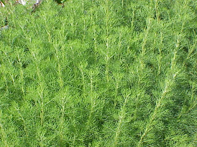 arquebuse-aurone-artemisia-abrotanum