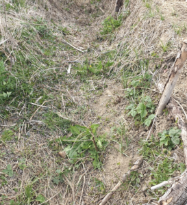 Baissière ou simple fossé au bord de la route ?