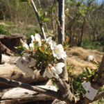 Chaleur précoce faut-il arroser les fruitiers ?