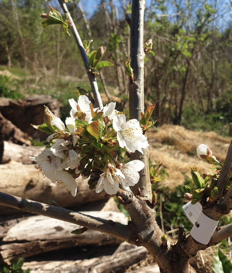 chaleur-precoce-faut-il-arroser-les-fruitiers