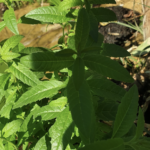 Comment bien cultiver une verveine ?