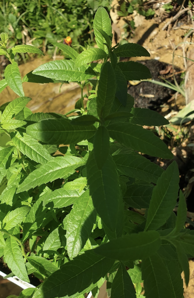 comment-bien-cultiver-une-verveine