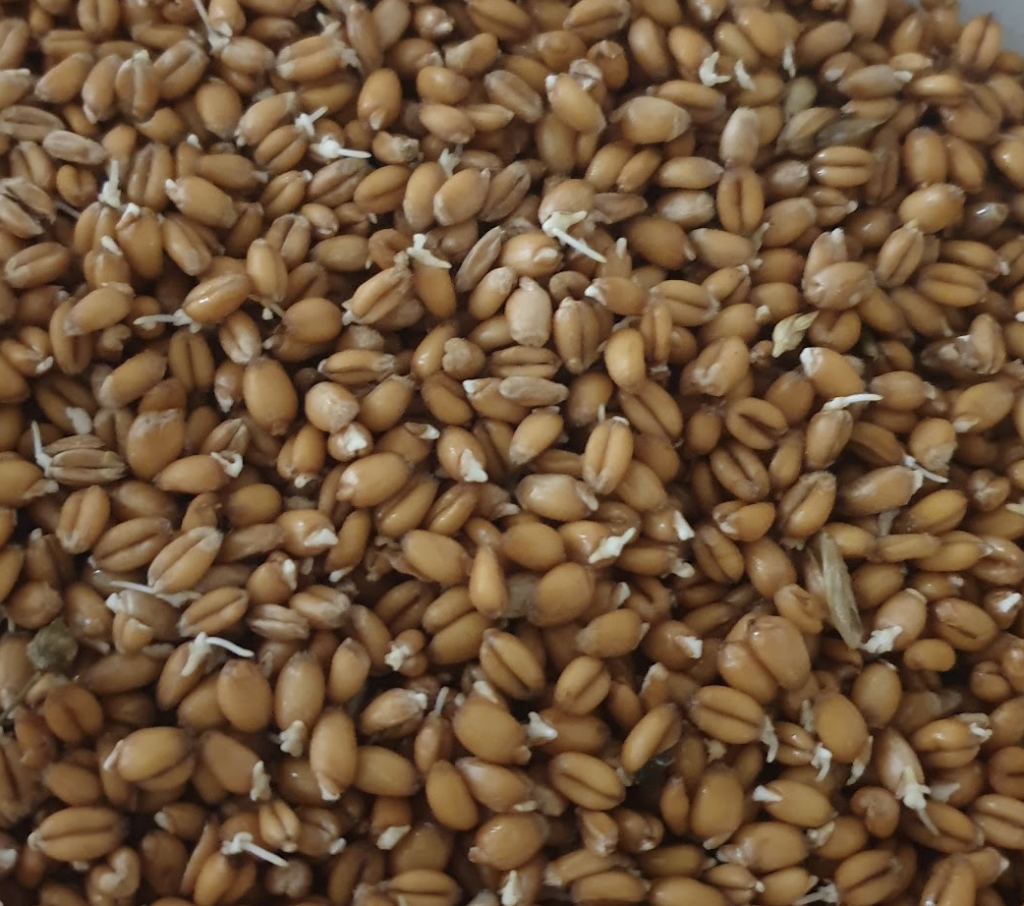 comment-ca-se-fait-que-les-graines-germees-soient-