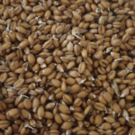 Comment ca se fait que les graines germées soient plus nourissantes que les graines sèches ?