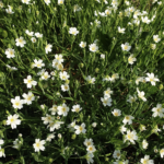 Comment récolter des fleurs sauvages sans nuire aux bourdons et autres pollinisateurs ?