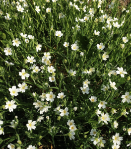 Comment récolter des fleurs sauvages sans nuire aux bourdons et autres pollinisateurs ?