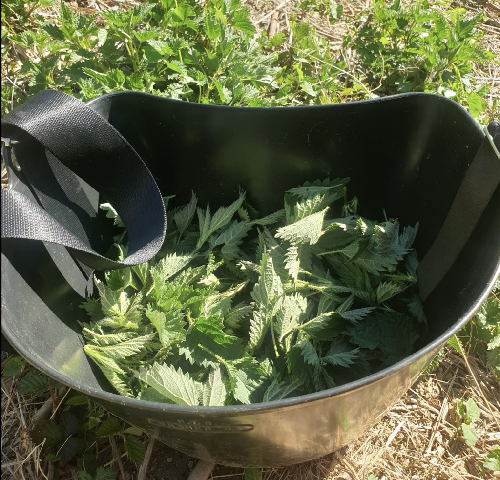 comment-recolter-les-plantes-sauvages-pour-qu-8217
