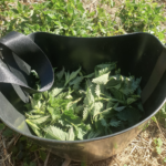 Comment récolter les plantes sauvages pour qu’il en reste encore ?