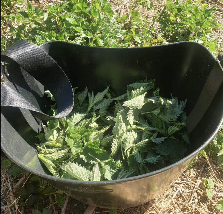 comment-recolter-les-plantes-sauvages-pour-qu-8217