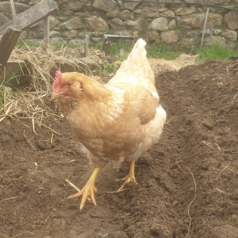 fientes-de-poules-les-melanger-avec-du-fumier-ou-l